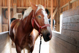 Prophetstown State Park, IN - Horse