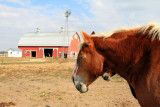Prophetstown State Park, IN - Horse