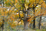 Prophetstown State Park, IN - Fall Colors