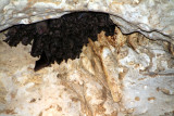 Bats, Green Grotto Caves, Runaway Bay, Jamaica