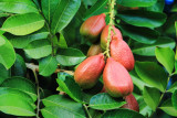 Ackee - Jamaica's national fruit, poisonous until it opens
