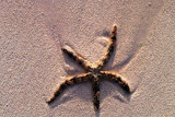 Starfish, Montego Bay, Jamaica