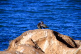 Mating season, La Jolla, California