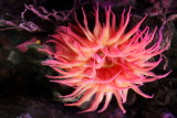 Monterey Bay Aquarium, CA - Apple anemone