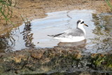 Monterey Bay Aquarium, - Red-necked phalarope