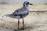Monterey Bay Aquarium, CA - Snowy plover