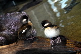 Monterey Bay Aquarium, CA