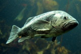 Monterey Bay Aquarium, CA - Rockfish