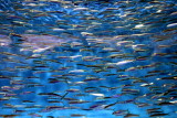 Monterey Bay Aquarium, CA - Pacific sardine