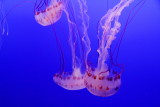 Monterey Bay Aquarium, CA - Purple-striped Jelly