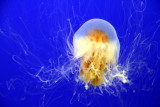 Monterey Bay Aquarium, CA - Lion's Mane Jelly