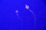 Monterey Bay Aquarium, CA - Sea Gooseberry