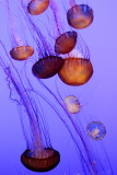 Monterey Bay Aquarium, CA - Sea Nettle jellyfish