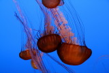 Monterey Bay Aquarium, CA - Sea Nettle