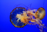 Monterey Bay Aquarium, CA - Sea Nettle