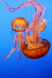 Monterey Bay Aquarium, CA - Sea Nettle jellyfish