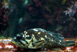 Monterey Bay Aquarium, CA - Rockfish