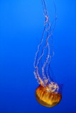 Monterey Bay Aquarium, CA - Sea Nettle
