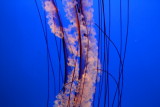 Monterey Bay Aquarium, CA - Sea Nettle