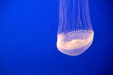 Monterey Bay Aquarium, CA - Crystal Jelly