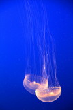 Monterey Bay Aquarium, CA - Crystal Jelly, jellyfish