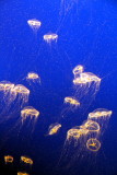Monterey Bay Aquarium, CA - Crystal Jelly