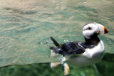 Monterey Bay Aquarium, CA - Puffin