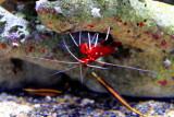 Shrimp, Monterey Bay Aquarium, CA