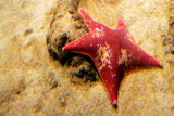 Monterey Bay Aquarium, CA - Starfish