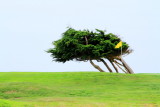 Spyglass hill golf course, 17 Mile Drive, Monterey, California