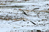 Birds in sync, 17 Mile Drive, Monterey, California