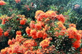 Summer blossoms, San Francisco