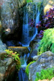Japanese Tea Garden, , Golden Gate Park, San Francisco, California