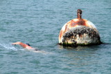 Swimming in the San Francisco bay