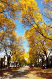 Cherrywood Drive, Palatine, IL - Fall colors
