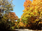 Deer Grove Forest Preserve, Palatine, IL - Fall colors