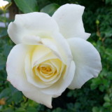 Chicago Botanic Garden - Rose