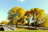 Fall colors in Lincolnshire, Il