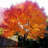 Fall Colors, Palatine, IL