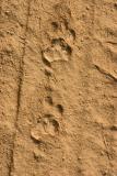 Leopard tracks, Rajaji National Park, Uttaranchal