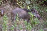 Wild boar, Rajaji National Park, Uttaranchal