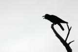 C is for Crow, Keoladeo National Park, India