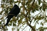 Black Drongo, Keoladeo National Park, India