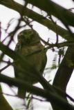 Wise little owl, Keoladeo National Park, India