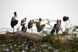 Nesting birds, Keoladeo National Park, India