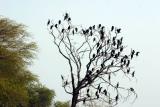 Cormorant colony, Keoladeo National Park, India