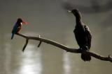 Kingfisher vs Cormorant, Keoladeo National Park, India