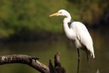 Egret, Keoladeo National Park, India