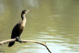 Lonely Cormorant, Keoladeo National Park, India