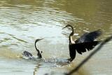 Territorial fights, Darters, Keoladeo National Park, India